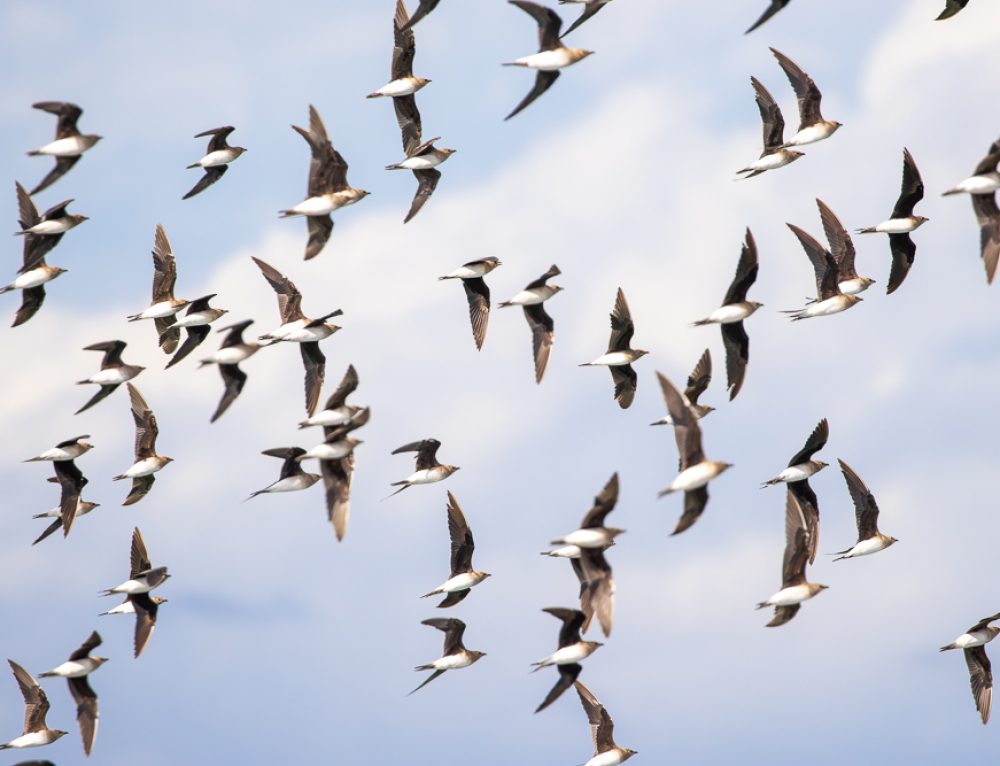 Skybound Quest: Migration Across Armenia and Georgia | September 2026