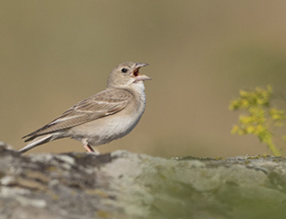 Massive Influx of Pale Rockfinches