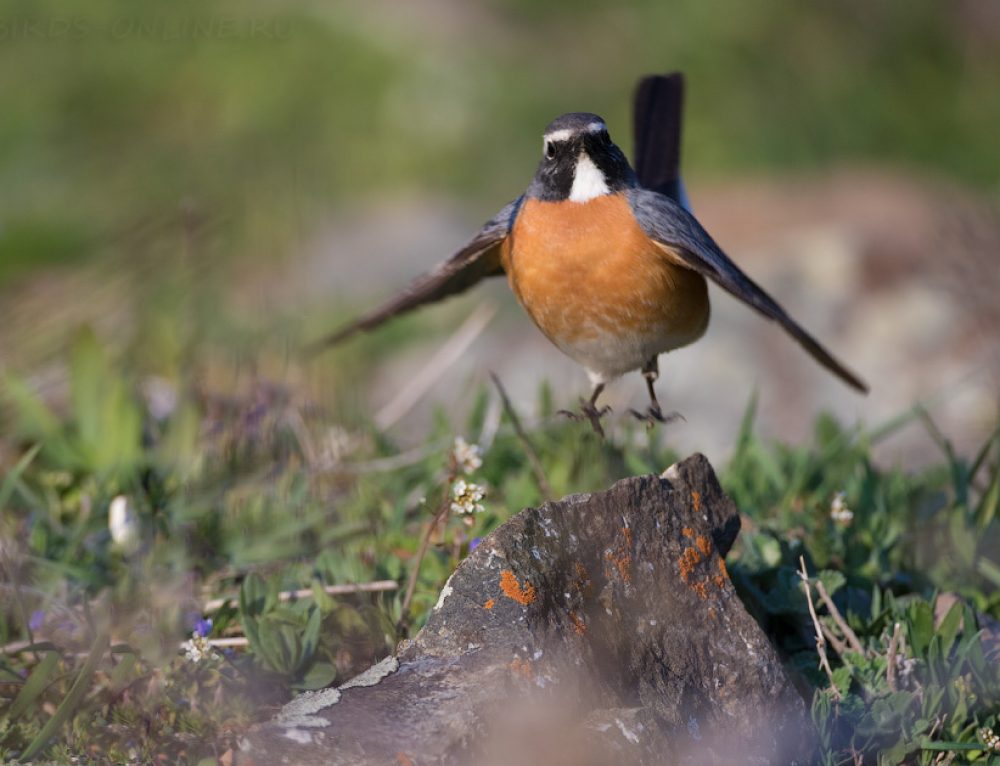 Classic Birding Armenia | June 2027