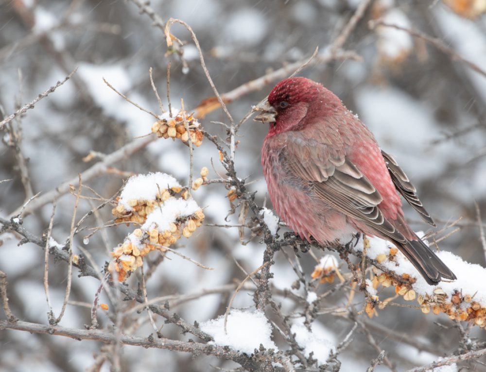 Caucasus Winter Bonanza | Mar 2026