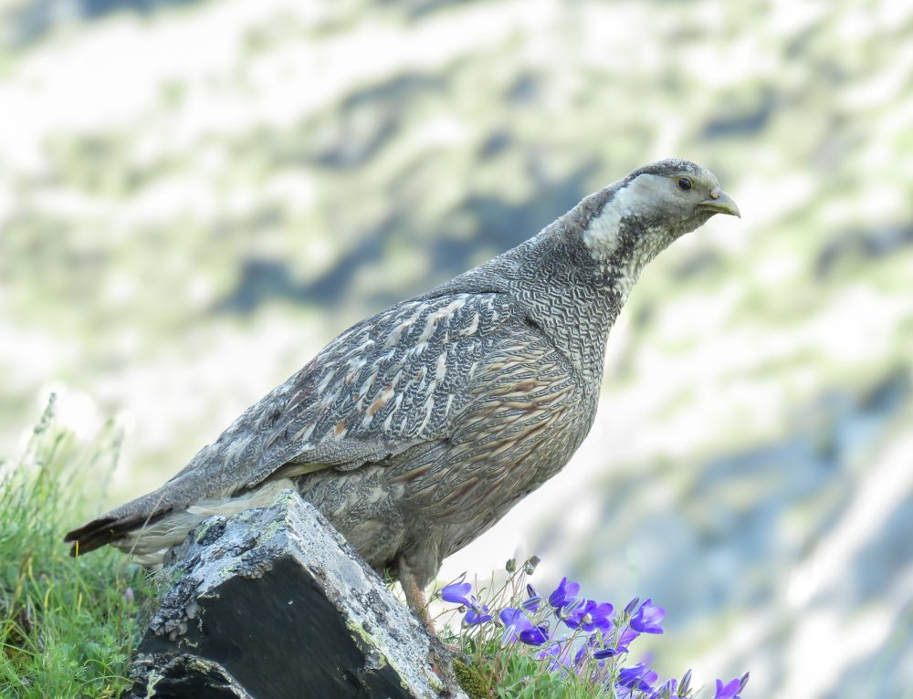 Svaneti Extension Tour for Caucasus Endemics | Sep 2026